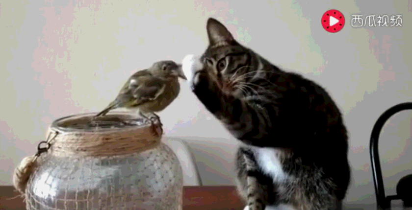 猫咪萌爪抚摸鸟儿,眼神温柔:感动吗?鸟儿:真不敢动!