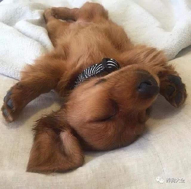 迷迷糊糊睡倒的小奶汪们就是这么可爱,不说了我要抱回家了!