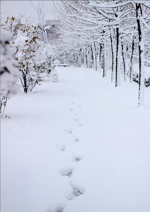 下雪了,怎么拍更美?