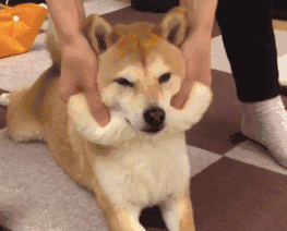 柴犬除了卖萌犯二,还能干啥?网友:还可以带娃