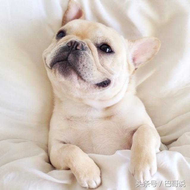 养巴哥的人多,还是养法斗的人多,超过半数的人都选巴哥