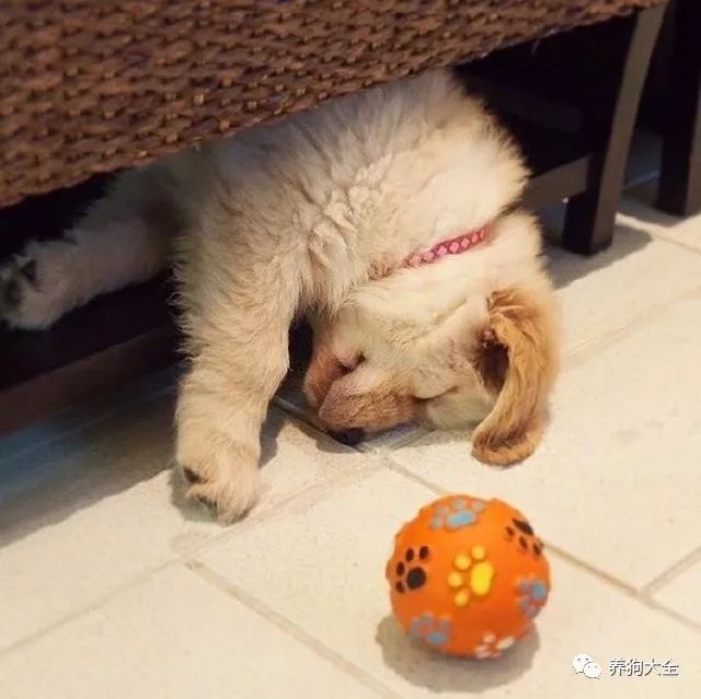 迷迷糊糊睡倒的小奶汪们就是这么可爱,不说了我要抱回家了!