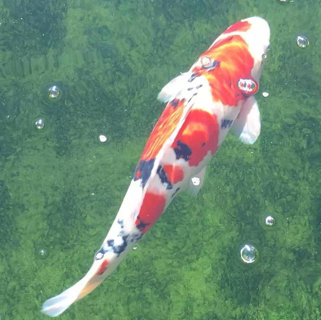 最简单庭院自制小鱼池:这些小池,或许你家也能