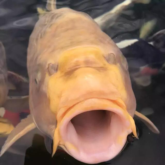 最简单庭院自制小鱼池:这些小池,或许你家也能