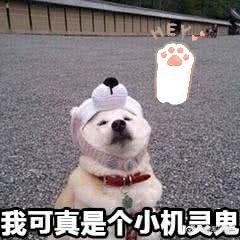 狗狗斗图表情:抱抱的心疼桌情包掀表gif你、我可真是个小图片