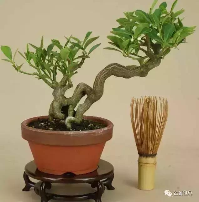 一组金豆盆景作品欣赏 感受硕果累累的喜悦