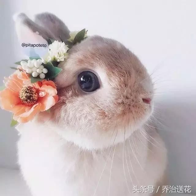 花萌宠|这只兔子,你绝对想承包!