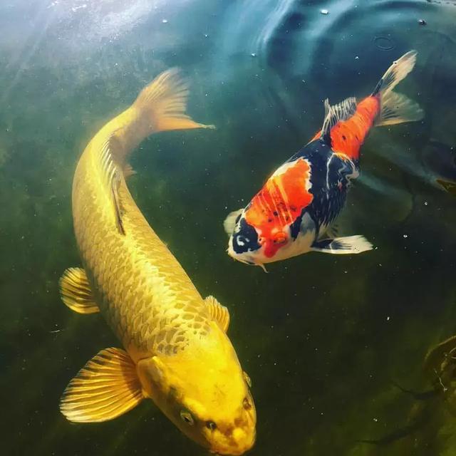 最简单庭院自制小鱼池:这些小池,或许你家也能