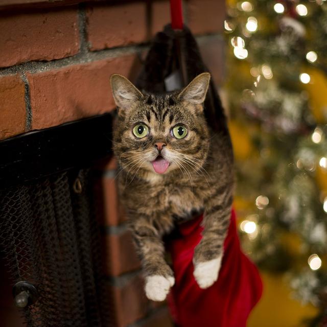 猫这小舌头伸得,活像个吊死鬼