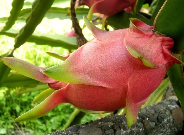 偷偷告诉你农村现在流行种水果了,此种果树,不