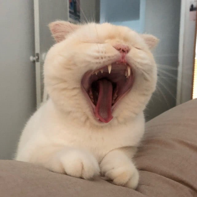 被一只猫咪打哈欠给萌到了网友这就是我想养的猫啊