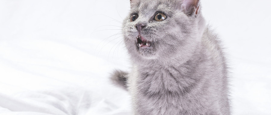 动物致人损害是由饲养人还是管理人承担民事责