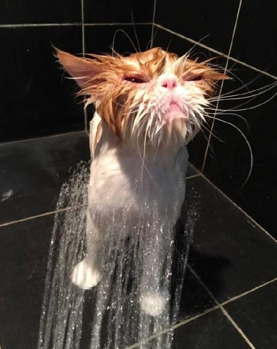 给宠物猫洗澡,洗到一半去接了个电话,回来看到猫咪