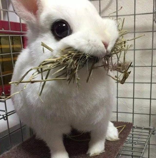 吃东西的小兔子,它们吃的实在是太香了,你要来一口吗