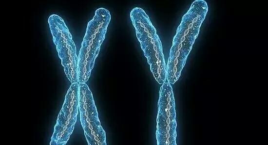 为什么会胎停育? 它可能与染色体有关