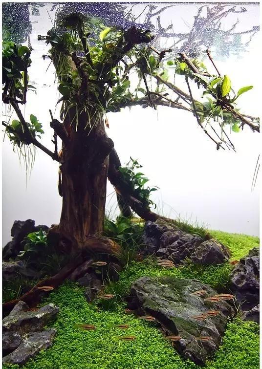 水草缸雨林缸造景:30天拥有一颗水中的榕树!