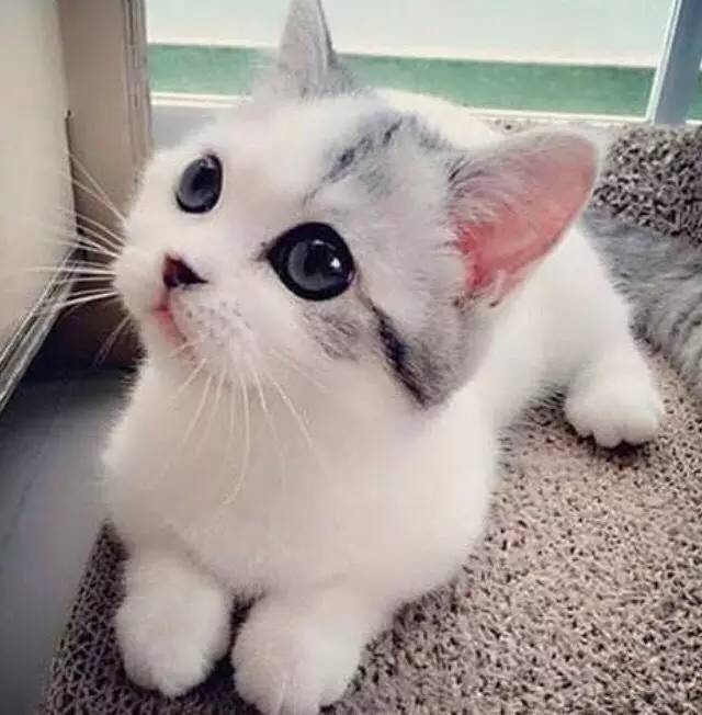 小猫崽是最让人感觉柔软的存在了!好想把它们捧在手心!