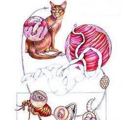 猫和弓形虫到底什么关系?养猫和生娃矛不矛盾