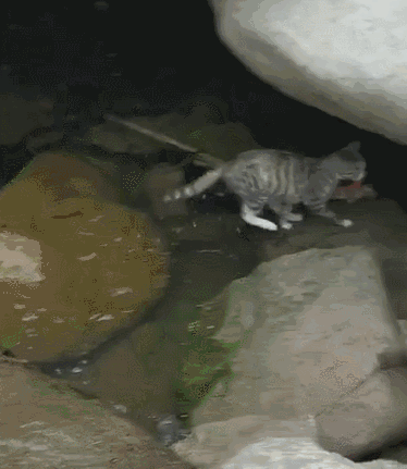 现在的家猫,宠物波斯猫,那个不是饭来张口,衣来伸手的