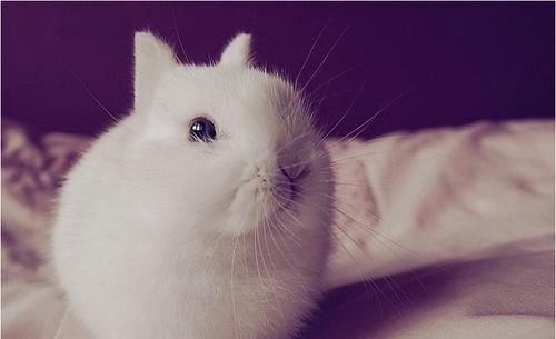 波兰兔的生活习性和饲养技巧