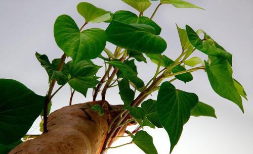 红薯发芽千万别扔,教你养出一盆造型独特的红薯盆景!