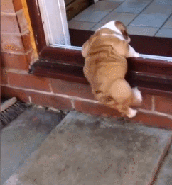 壁纸 动物 狗 狗狗 242_261 gif 动态图 动图