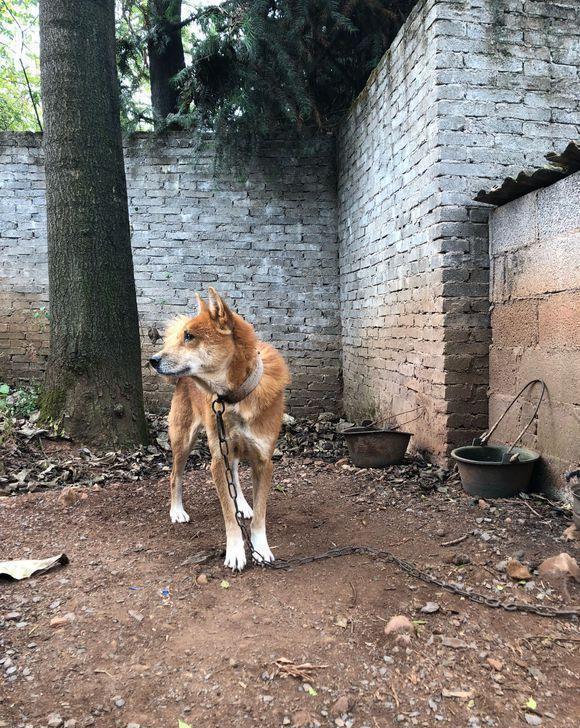 国内颜值最高的中华田园犬,看完再也不觉得土