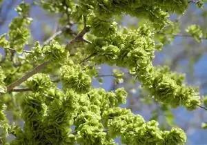 朗诵|杨花榆荚无才思,惟解漫天作雪飞《晚春》