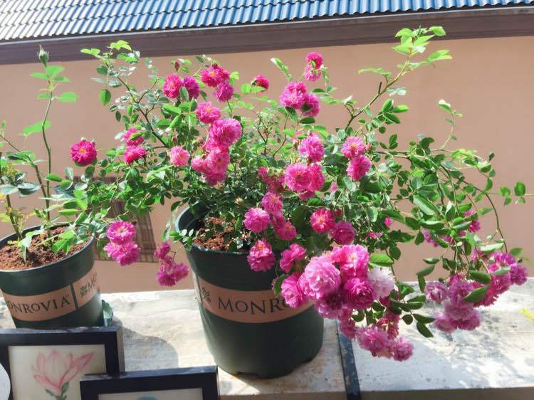 最好养的盆栽月季，花色漂亮，花期超长，阳台养几盆，四季有花开