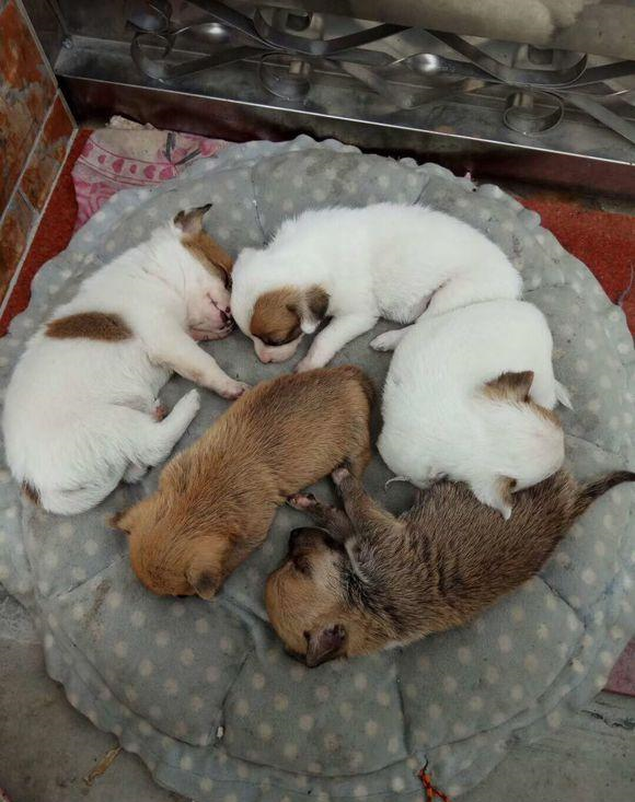 流浪狗妈妈叼着小奶狗过马路,女孩跟过被这温馨的一幕感动坏了