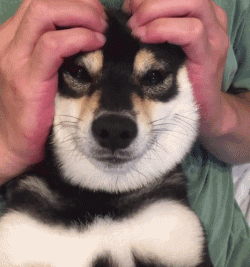 狗年就要到啦, 超萌柴犬祝大家每天笑容满面无忧无虑!
