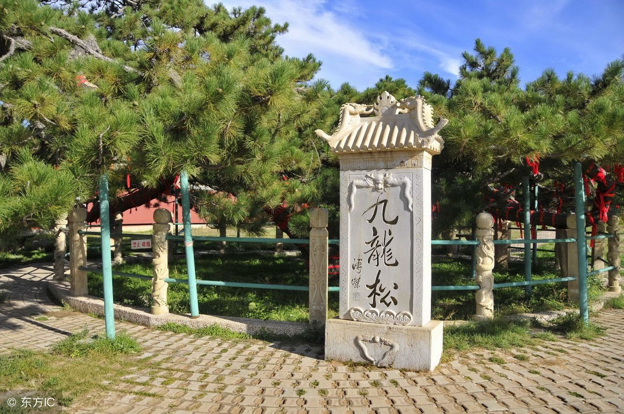 中国最奇特的一棵树,