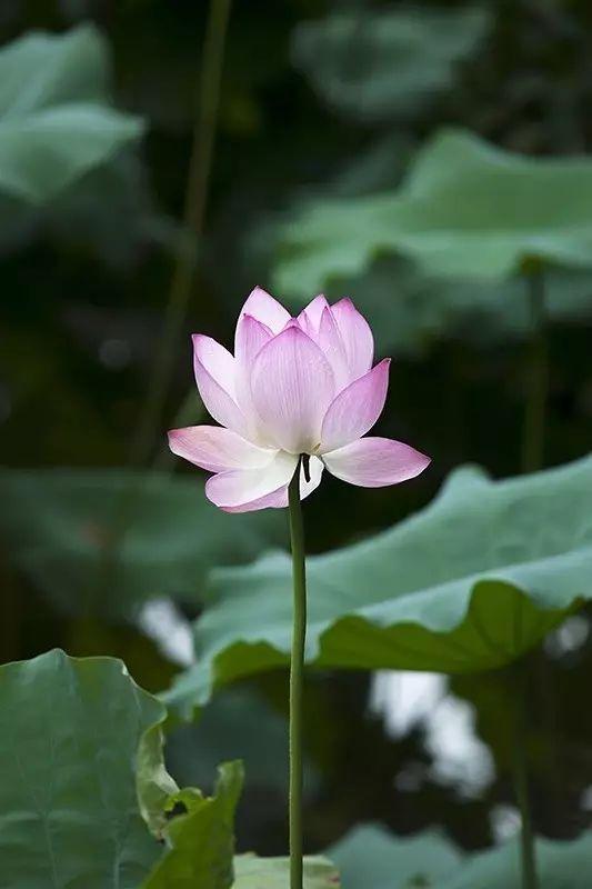无言花自香,淡定人从容