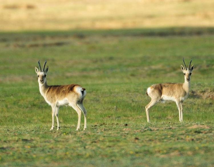 国家一级保护动物藏羚羊