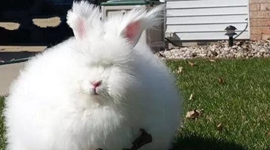 世界上毛最长的兔子, 仅露出一张嘴巴, 网友戏称“草泥兔”