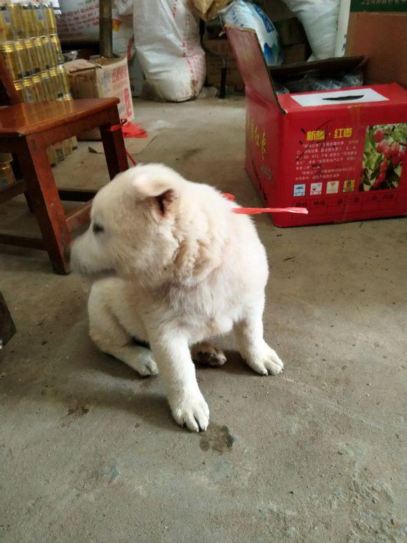 白色小土狗跟着女孩回了家,小家伙一脸委屈样