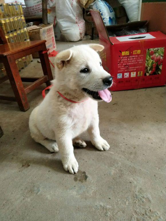 白色小土狗跟着女孩回了家,小家伙一脸委屈样