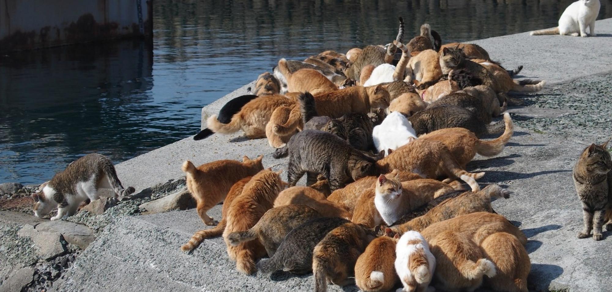 该地老鼠泛滥成灾, 居民无法忍受后引进一批猫, 却又引发了新灾难