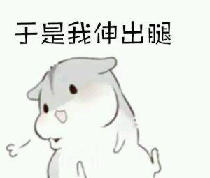最近很火的表情包(仓鼠夫妻系列3)