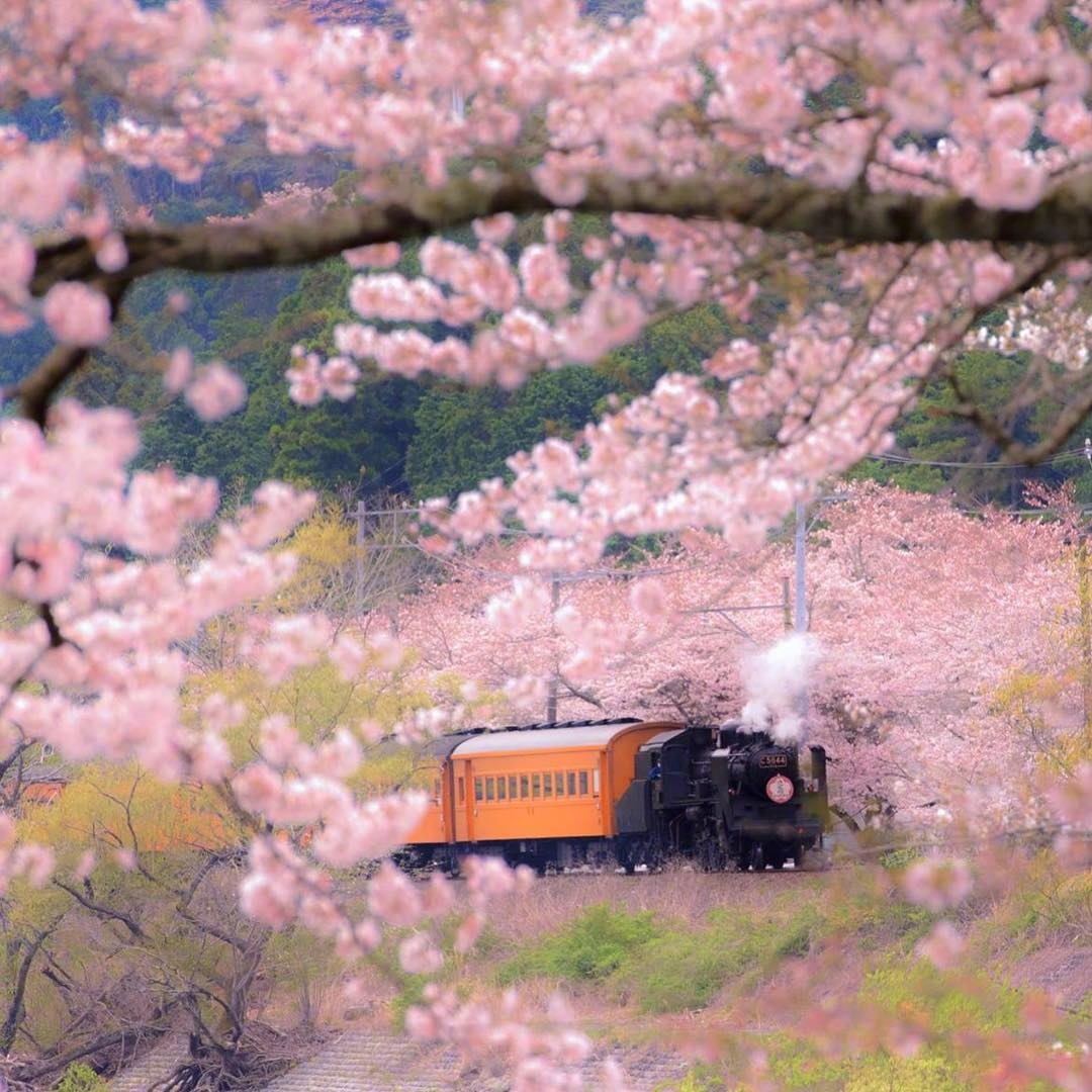 日本樱花