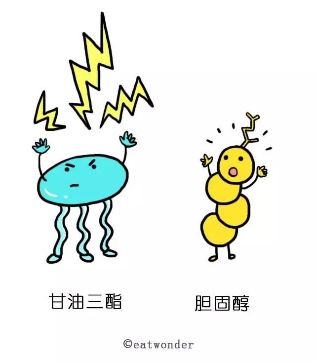 甘油三脂是什么?