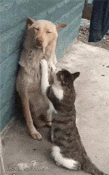 一山不容二虎,猫狗不能共处?猫猫狗狗真的是天敌吗?