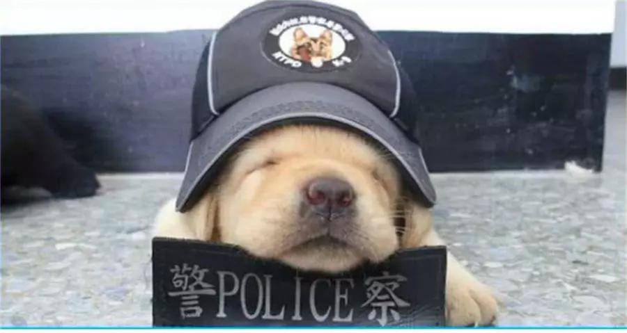 小奶狗当警犬第一天上班就就累瘫了,萌萌的样子,看到模样心都化了