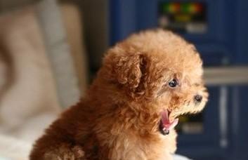 泰迪犬怎么打疫苗?自己可以给狗狗打疫苗吗?