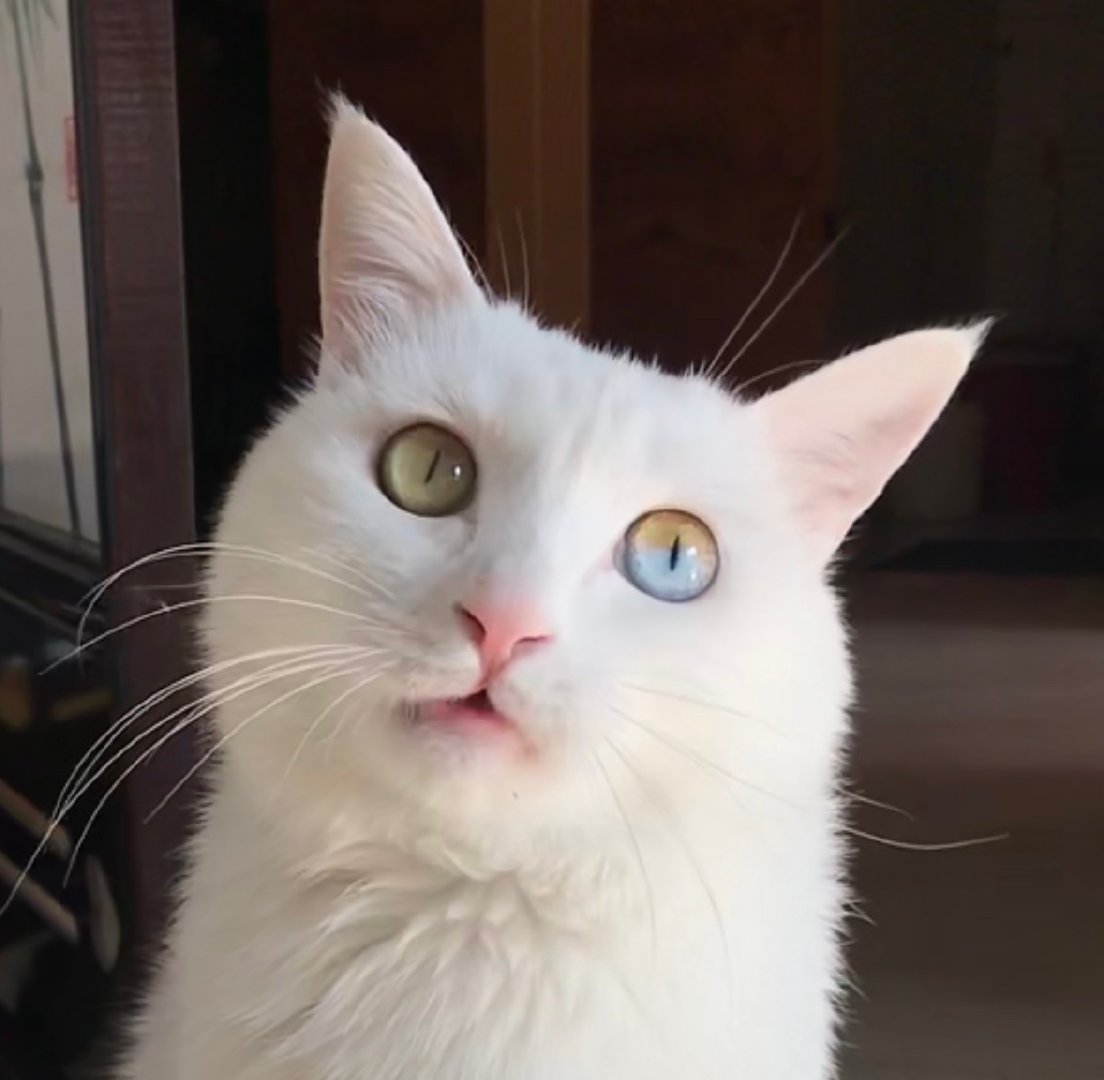 刚说起单瞳异色,就收到投稿了,这是我超喜欢的