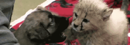 搞笑gif动态图:让你丫的抢镜,拍死你