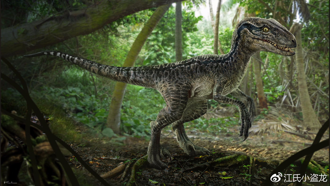 迅猛龙真实图片