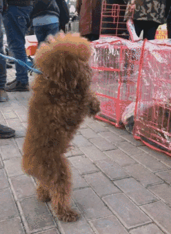 男子捡到只泰迪,强行让它作揖一小时,狗狗颤抖的样子