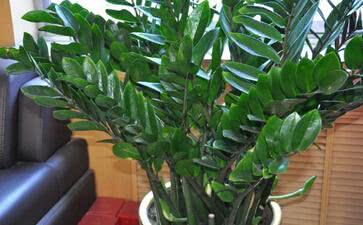 养好金钱树只需记住一埋一浇,蹭蹭往上长,一