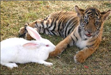 兔子作为老虎的餐点竟然没被吃掉,饲养员